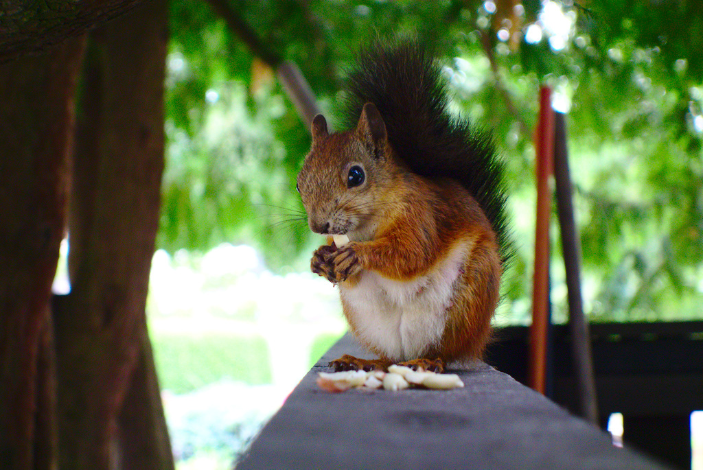 Squirrel in Helsinki