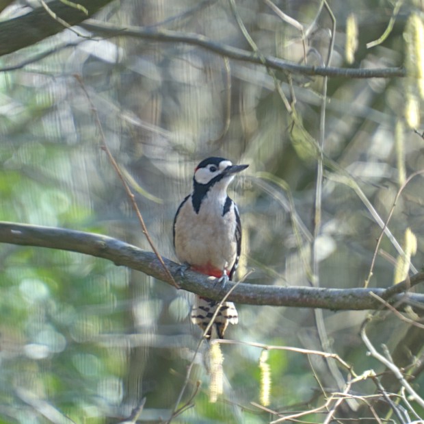 Woodpecker