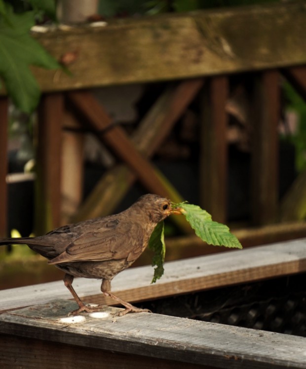 Bird with leaf