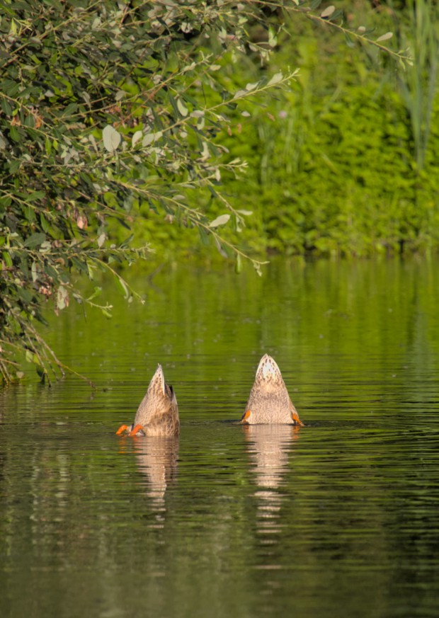 Fishing Ducks