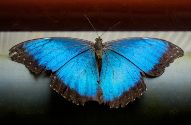 Blue Buttefly